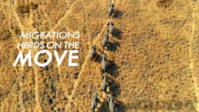 Migrations: Herds on the Move - 纪录片1080P/720P/360P高清标清网盘迅雷下载