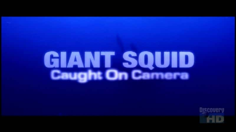 Giant Squid: Caught on Camera - 纪录片1080P/720P/360P高清标清网盘迅雷下载