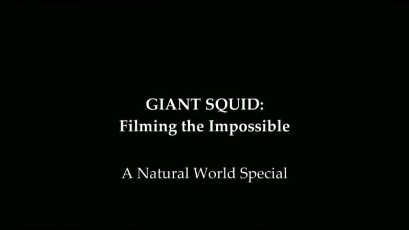 Giant Squid: Filming the Impossible - 纪录片1080P/720P/360P高清标清网盘迅雷下载