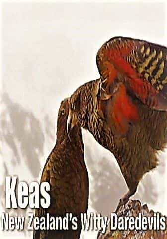 Keas: New Zealand's Witty Daredevils - 纪录片1080P/720P/360P高清标清网盘迅雷下载