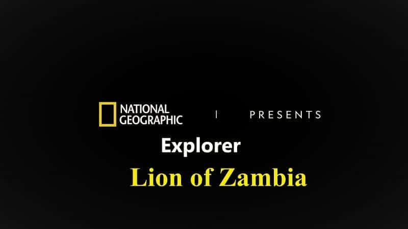 Lion of Zambia - 纪录片1080P/720P/360P高清标清网盘迅雷下载