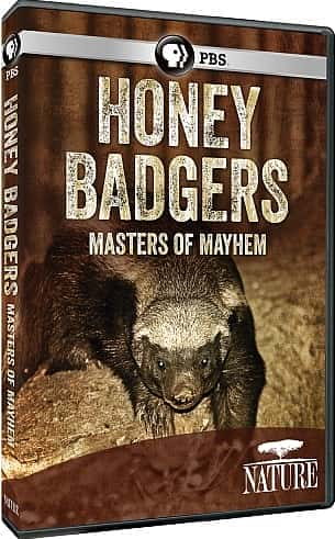 Honey Badgers: Masters of Mayhem - 纪录片1080P/720P/360P高清标清网盘迅雷下载