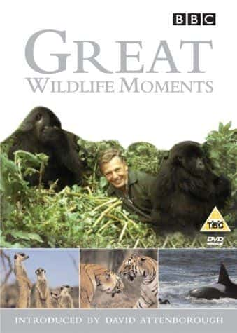 Great Wildlife Moments - 纪录片1080P/720P/360P高清标清网盘迅雷下载