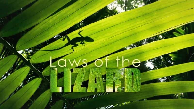 Laws of the Lizard - 纪录片1080P/720P/360P高清标清网盘迅雷下载