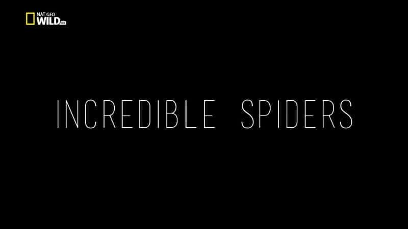 Incredible Spiders - 纪录片1080P/720P/360P高清标清网盘迅雷下载