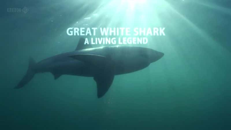 Great White Shark: A Living Legend - 纪录片1080P/720P/360P高清标清网盘迅雷下载