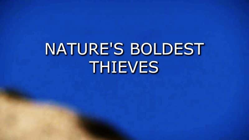 Nature's Boldest Thieves - 纪录片1080P/720P/360P高清标清网盘迅雷下载