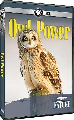 Owl Power - 纪录片1080P/720P/360P高清标清网盘迅雷下载