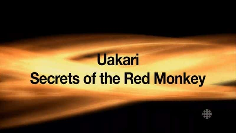 Uakari: Secrets of the Red Monkey - 纪录片1080P/720P/360P高清标清网盘迅雷下载