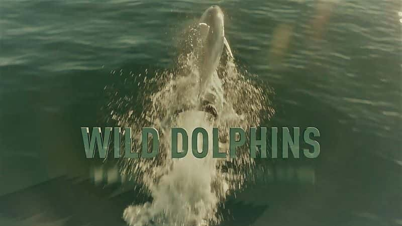 Wild Dolphins - 纪录片1080P/720P/360P高清标清网盘迅雷下载