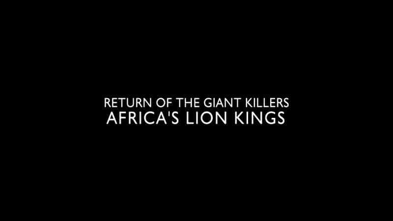 Return of the Giant Killers: Africa's Lion Kings - 纪录片1080P/720P/360P高清标清网盘迅雷下载