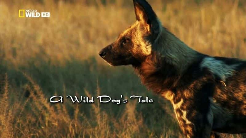 A Wild Dog's Tale - 纪录片1080P/720P/360P高清标清网盘迅雷下载