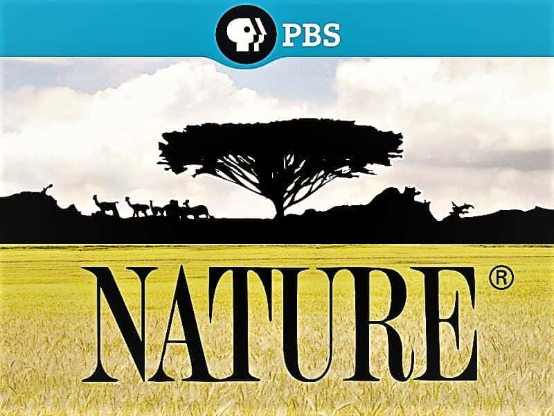 PBS Nature: Series 38 - 纪录片1080P/720P/360P高清标清网盘迅雷下载