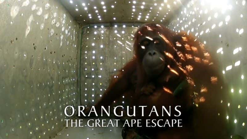 Orangutans: The Great Ape Escape (BBC) - 纪录片1080P/720P/360P高清标清网盘迅雷下载