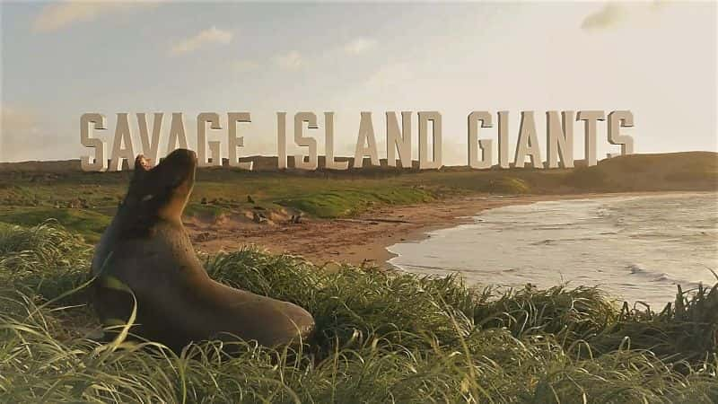 Savage Island Giants - 纪录片1080P/720P/360P高清标清网盘迅雷下载