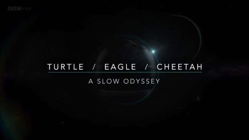 Turtle Eagle Cheetah: A Slow Odyssey - 纪录片1080P/720P/360P高清标清网盘迅雷下载