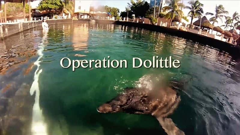 Operation Dolittle - 纪录片1080P/720P/360P高清标清网盘迅雷下载