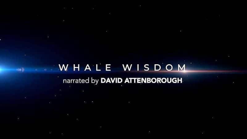 Whale Wisdom - 纪录片1080P/720P/360P高清标清网盘迅雷下载