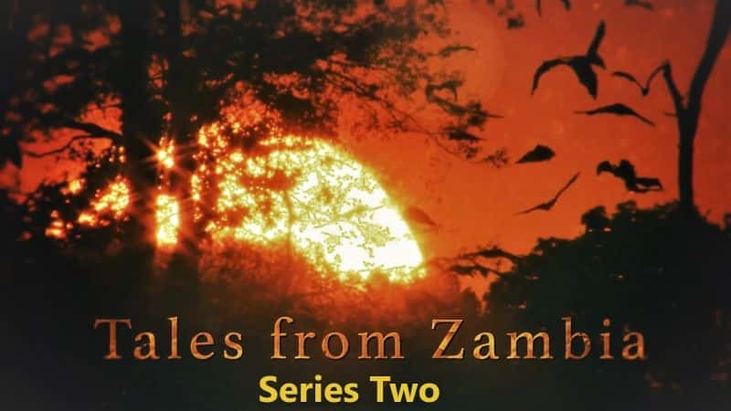 Tales from Zambia: Series 2 - 纪录片1080P/720P/360P高清标清网盘迅雷下载