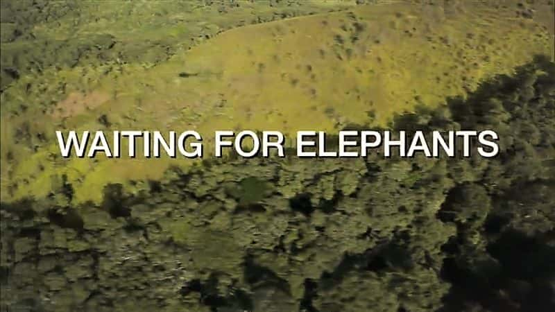 Waiting for Elephants - 纪录片1080P/720P/360P高清标清网盘迅雷下载