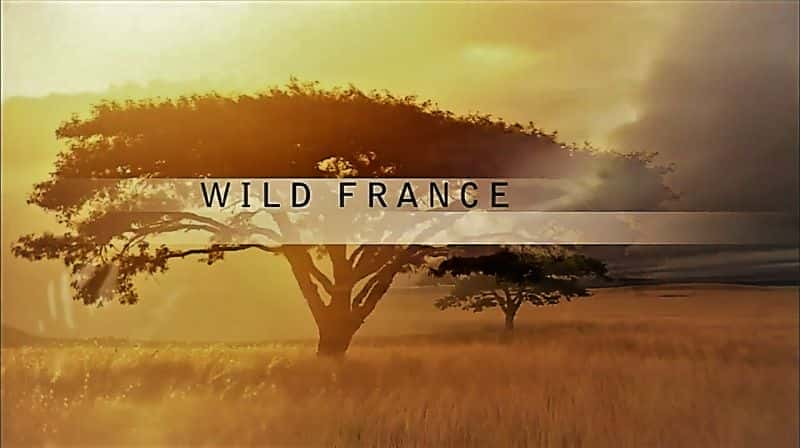 Wild France (PBS) - 纪录片1080P/720P/360P高清标清网盘迅雷下载