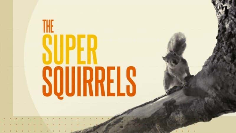 The Super Squirrels - 纪录片1080P/720P/360P高清标清网盘迅雷下载