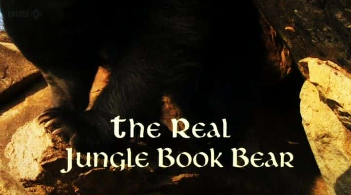 The Real Jungle Book Bear - 纪录片1080P/720P/360P高清标清网盘迅雷下载