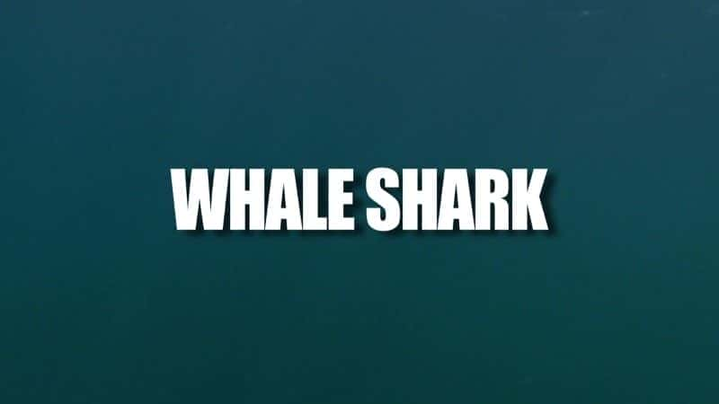 Whale Shark (BBC) - 纪录片1080P/720P/360P高清标清网盘迅雷下载