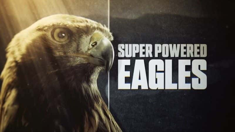 Super Powered Eagles - 纪录片1080P/720P/360P高清标清网盘迅雷下载