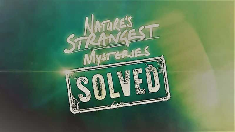 Natures Strangest Mysteries Solved Series 1 Part 21 Bug Mathematician - 纪录片1080P/720P/360P高清标清网盘迅雷下载