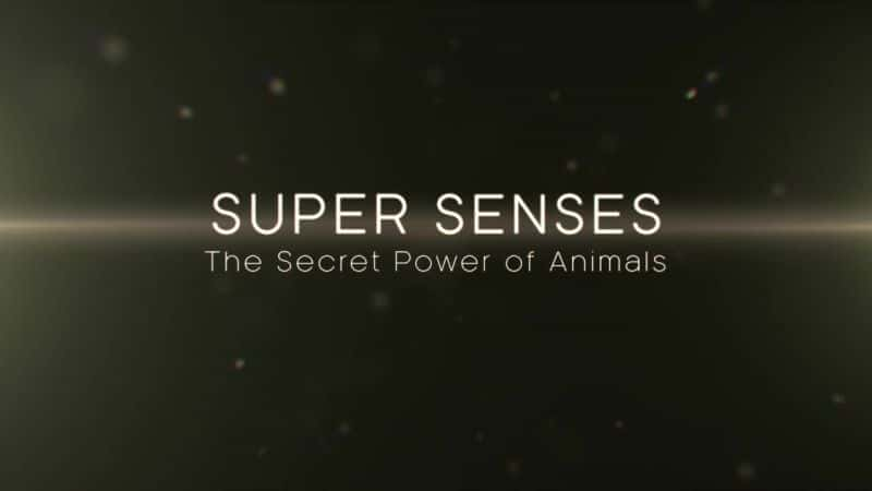 Super Senses (The Secret Power of Animals) - 纪录片1080P/720P/360P高清标清网盘迅雷下载