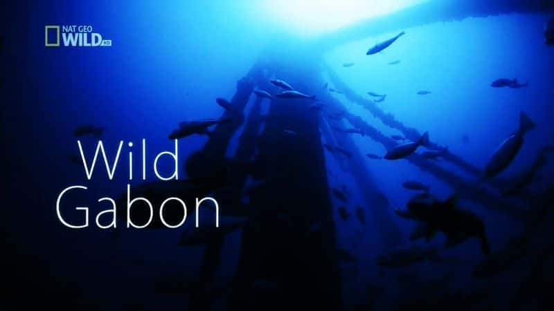 Wild Gabon - 纪录片1080P/720P/360P高清标清网盘迅雷下载