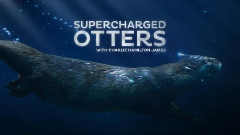 Supercharged Otters (BBC) - 纪录片1080P/720P/360P高清标清网盘迅雷下载