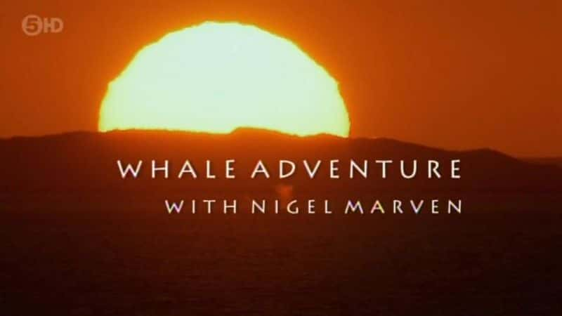 Whale Adventure with Nigel Marven - 纪录片1080P/720P/360P高清标清网盘迅雷下载