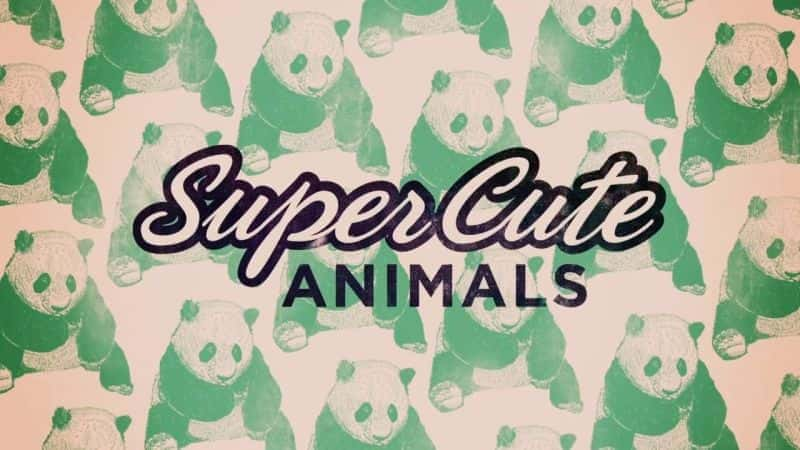 Super Cute Animals - 纪录片1080P/720P/360P高清标清网盘迅雷下载