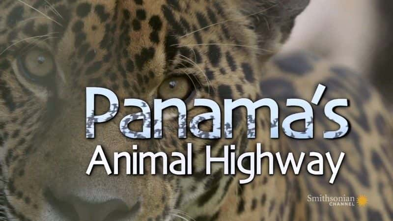 Panama's Animal Highway - 纪录片1080P/720P/360P高清标清网盘迅雷下载