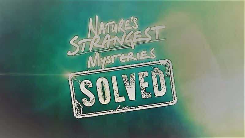 Natures Strangest Mysteries Solved Series 1:Part 14 Disco Spider - 纪录片1080P/720P/360P高清标清网盘迅雷下载