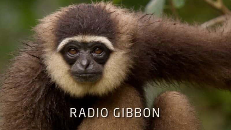 Radio Gibbon (BBC) - 纪录片1080P/720P/360P高清标清网盘迅雷下载