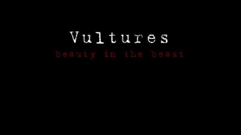 Vultures: Beauty in the Beast - 纪录片1080P/720P/360P高清标清网盘迅雷下载