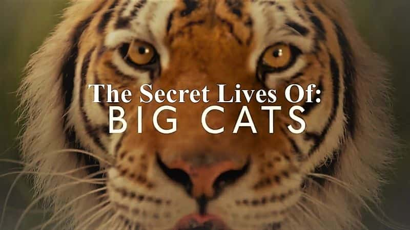 The Secret Lives of Big Cats: Series 1 - 纪录片1080P/720P/360P高清标清网盘迅雷下载