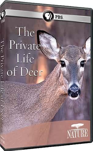 The Private Life of Deer - 纪录片1080P/720P/360P高清标清网盘迅雷下载