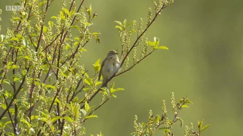 Springwatch: Scottish Adventure - 纪录片1080P/720P/360P高清标清网盘迅雷下载