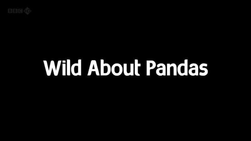 Wild about Pandas - 纪录片1080P/720P/360P高清标清网盘迅雷下载