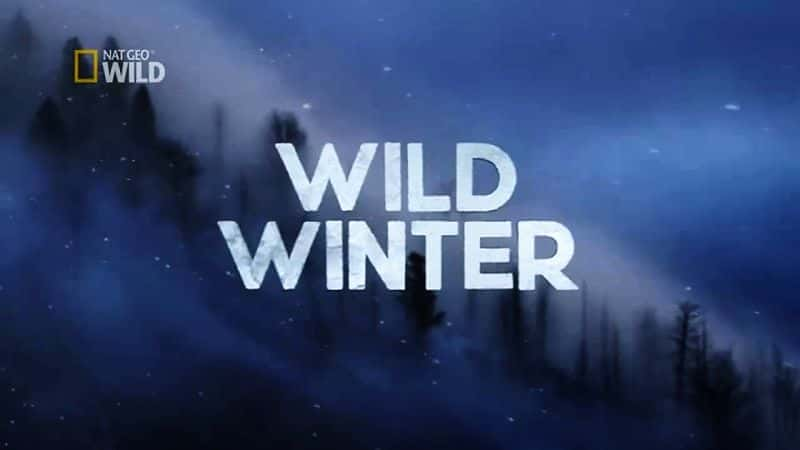 Wild Winter - 纪录片1080P/720P/360P高清标清网盘迅雷下载