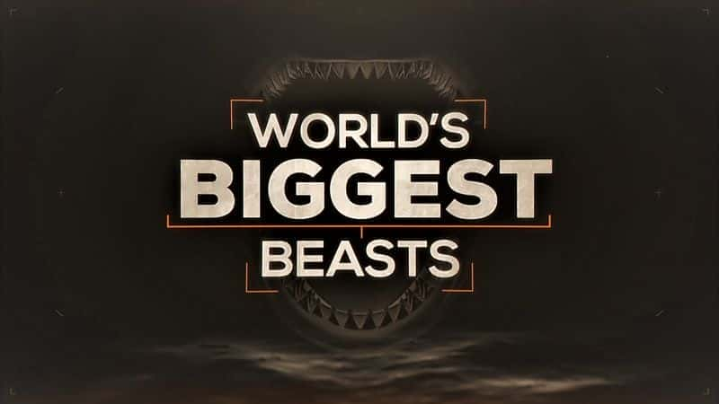 Worlds Biggest Beasts 1080 - 纪录片1080P/720P/360P高清标清网盘迅雷下载