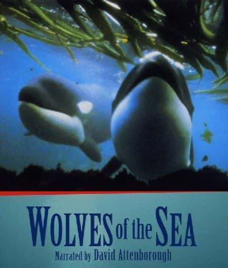 Wolves of the Sea - 纪录片1080P/720P/360P高清标清网盘迅雷下载