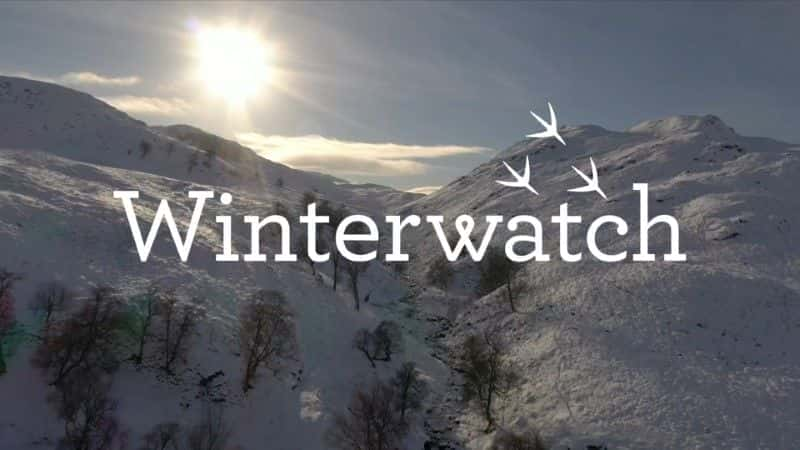 Winterwatch 2021 - 纪录片1080P/720P/360P高清标清网盘迅雷下载