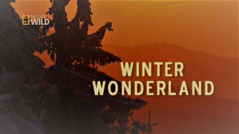 Winter Wonderland - 纪录片1080P/720P/360P高清标清网盘迅雷下载