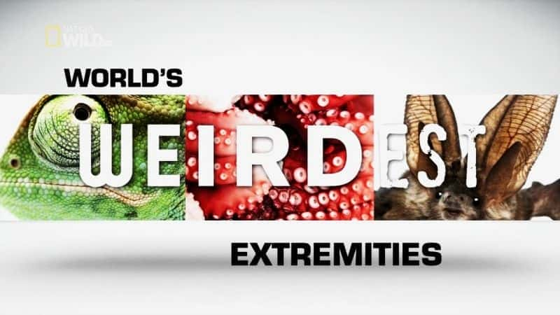 World's Weirdest Extremities - 纪录片1080P/720P/360P高清标清网盘迅雷下载