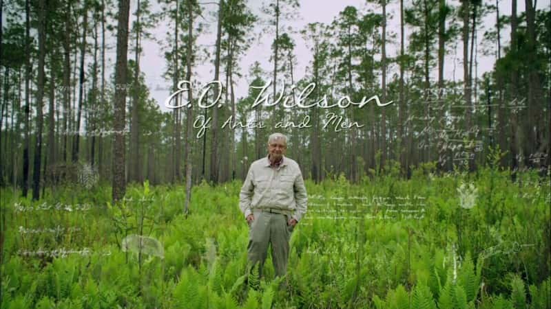 外语原版纪录片《 E.O. Wilson - Of Ants and Men 》 - 纪录片1080P/720P/360P高清标清网盘迅雷下载 外语原版纪录片《 E.O. Wilson - Of Ants and Men 》 - 纪录片1080P/720P/360P高清标清网盘迅雷下载